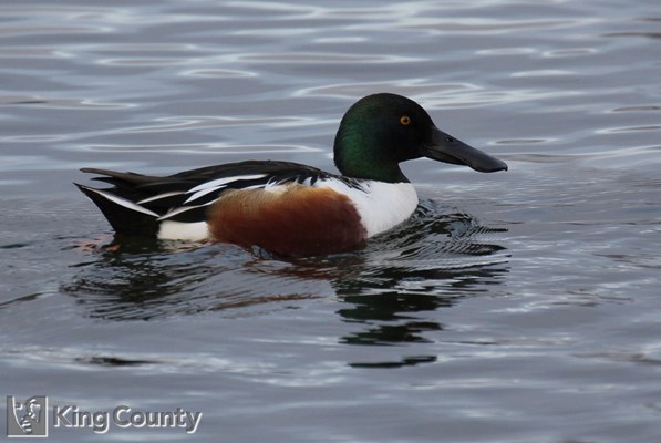 Photo of Anas clypeata